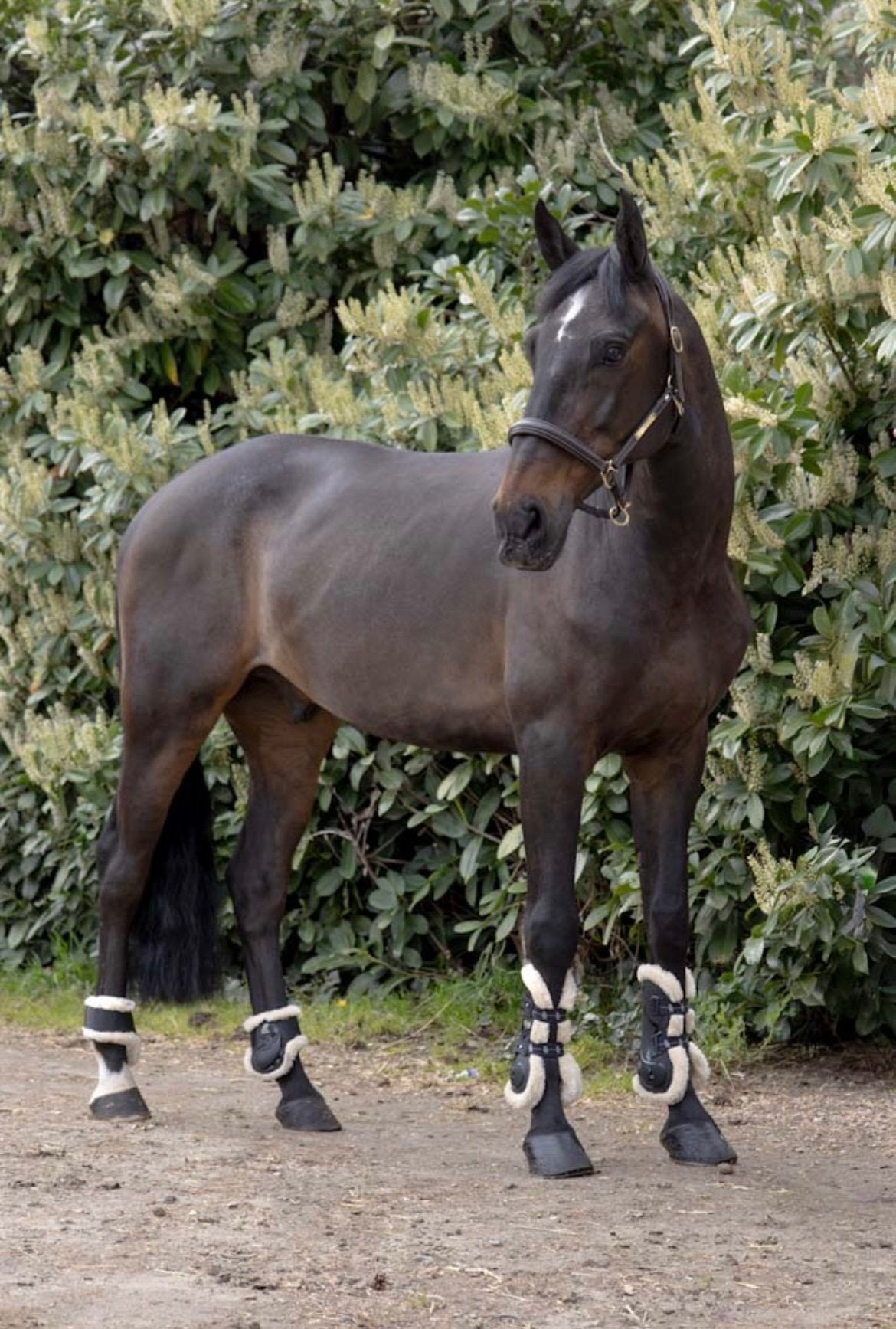 Projectpaard/weidemaatje, Dieren en Toebehoren, Paarden, Ruin, 11 jaar of ouder