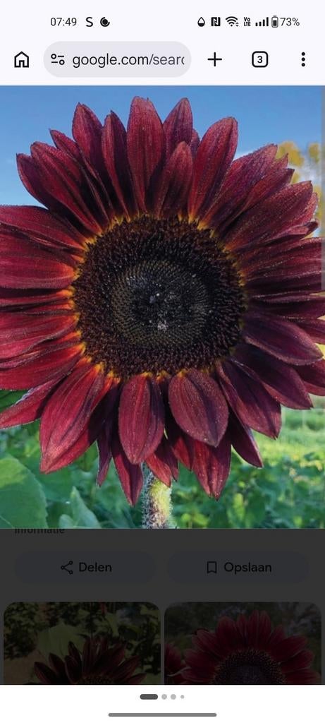 Helianthus anuus pro cut red, Tuin en Terras, Ophalen