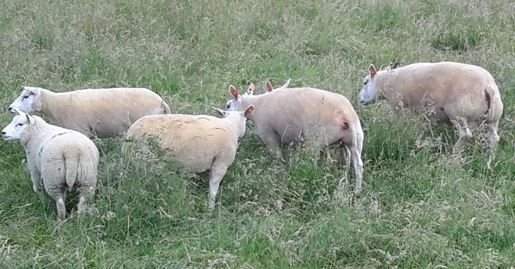JONGE SCHAPEN TE KOOP, Plusieurs animaux, Mouton, 0 à 2 ans