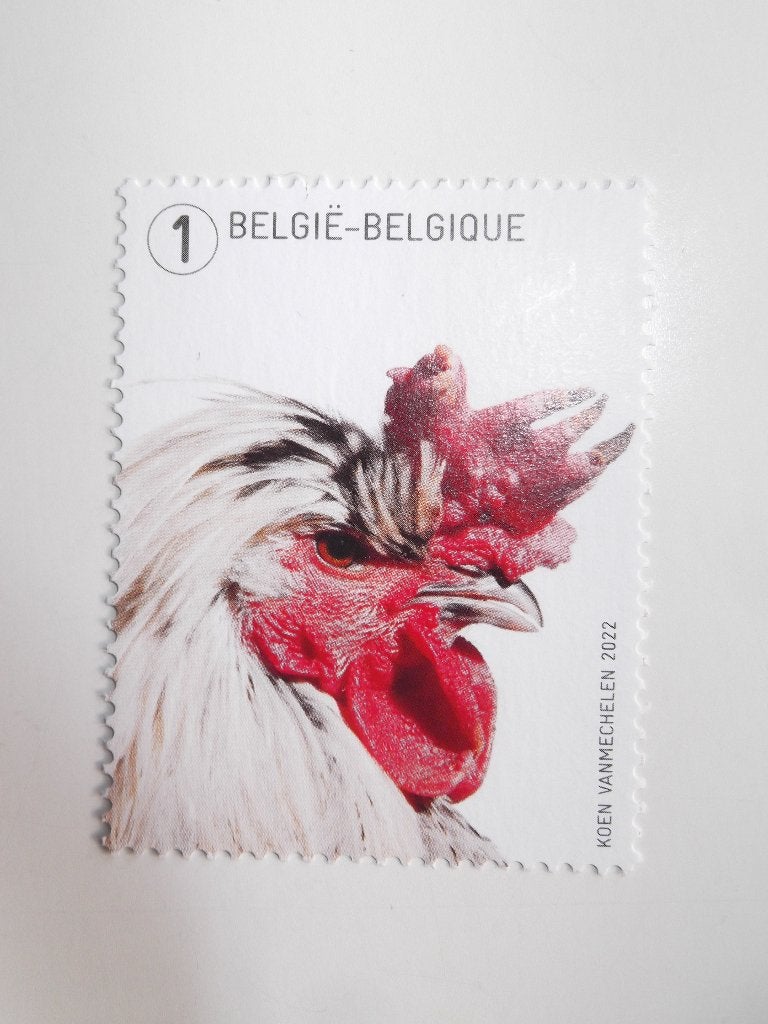 5109 Chicken Project Fayoumi MNH, Timbres & Monnaies, Timbres | Europe | Belgique, Enlèvement ou Envoi, Non oblitéré, Timbre-poste