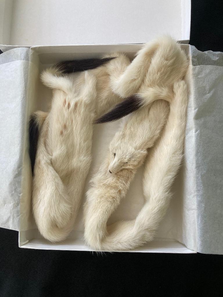 Bont Hermelijn vintage jaren 1940, Verzamelen, Kleding en Patronen, Ophalen of Verzenden