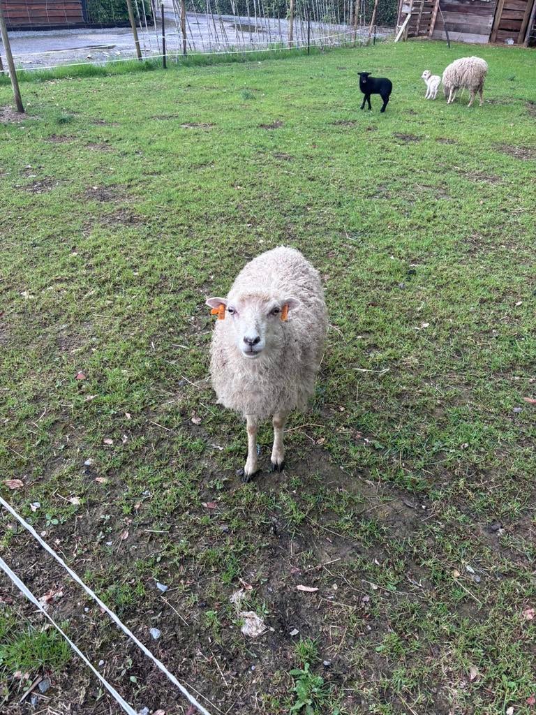 Ouessant ooien (4) en ram (1) te koop, Dieren en Toebehoren, Schapen, Geiten en Varkens, Meerdere dieren, Schaap, 0 tot 2 jaar