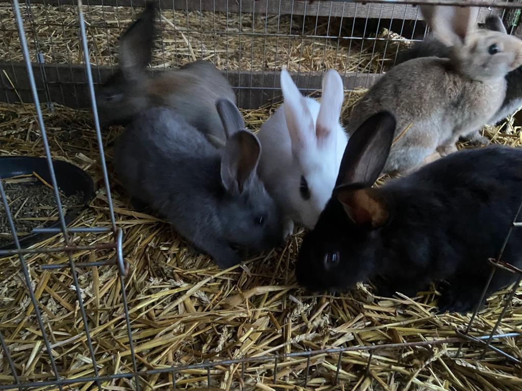 Jonge vleeskonijnen, Plusieurs animaux, Grand, 0 à 2 ans