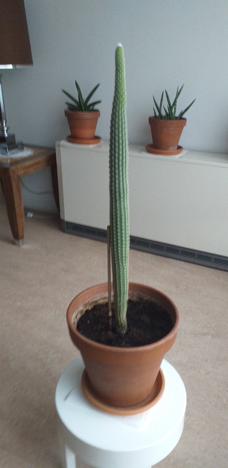 Cactus in terracota zonder onderschaal.Vlug weg prijs., Ophalen, Minder dan 100 cm, In pot, Cactus