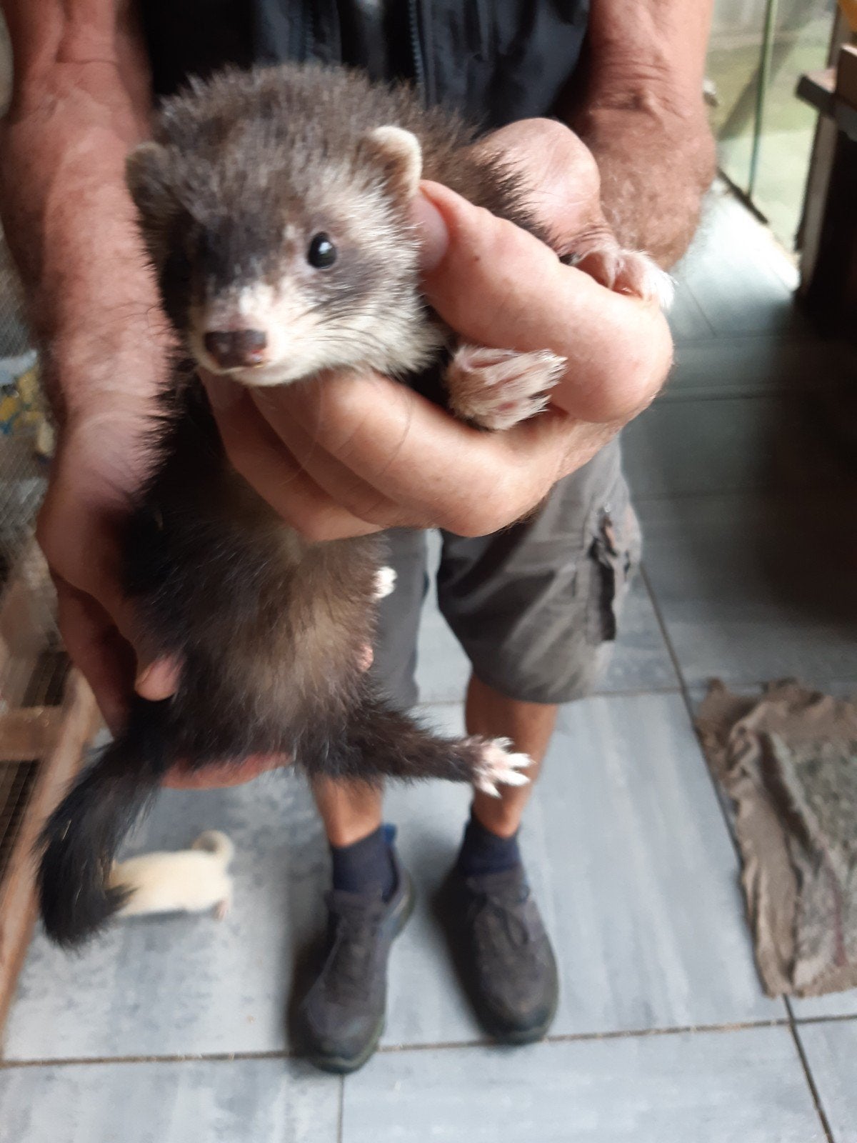 half angora fretjes, Dieren en Toebehoren, Overige Dieren, Mei, Meerdere dieren
