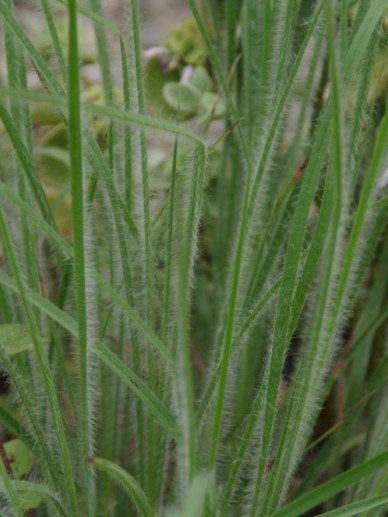 Schizachyrium HaHaTonka, Ophalen