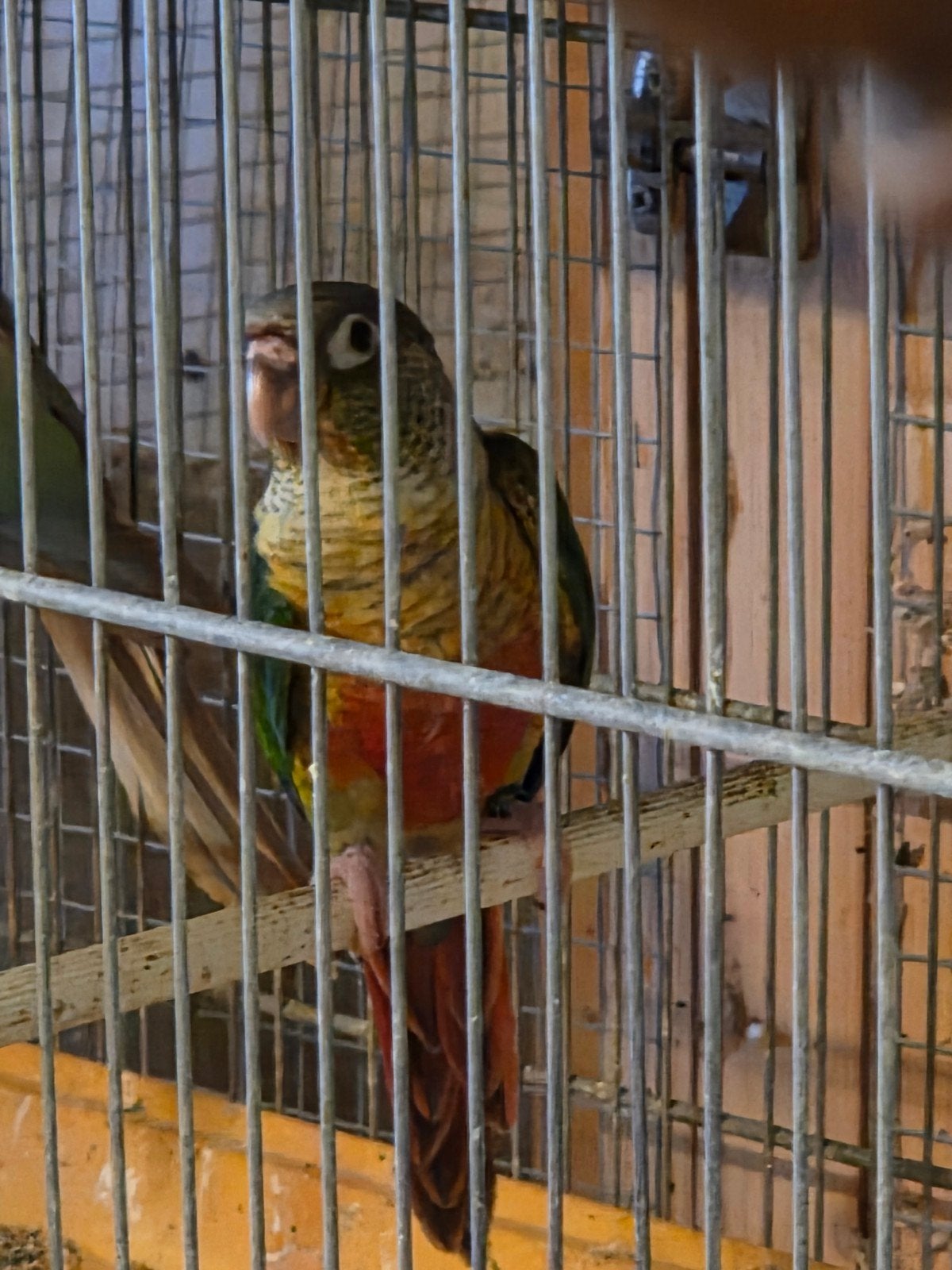 Pyrrhure, Femelle, Perruche, Bagué