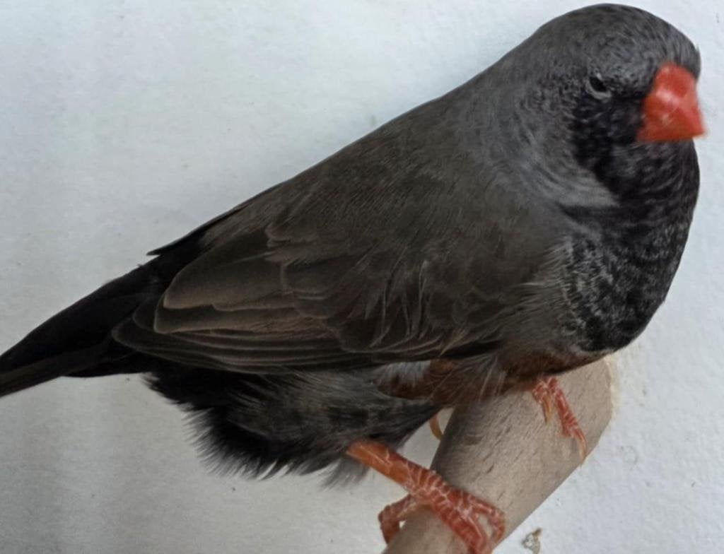 Zebravink charcoal grijs, Dieren en Toebehoren, Mannelijk, Tropenvogel, Geringd