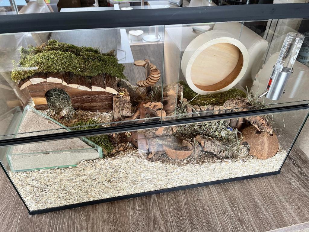 Glazen hamsterkooi – Terrarium kopen, Dieren en Toebehoren, Minder dan 60 cm, Nieuw, Ophalen of Verzenden, 75 tot 110 cm