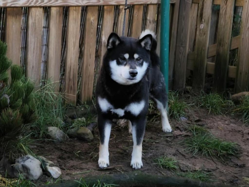 Shiba Inu dekreu met stamboom, België, Fokker | Hobbymatig, Reu, Parvo
