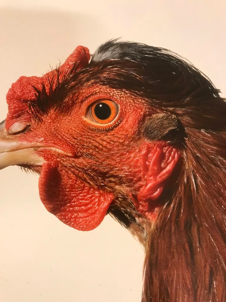 Koen Vanmechelen sculpturen 30pag, Ophalen of Verzenden