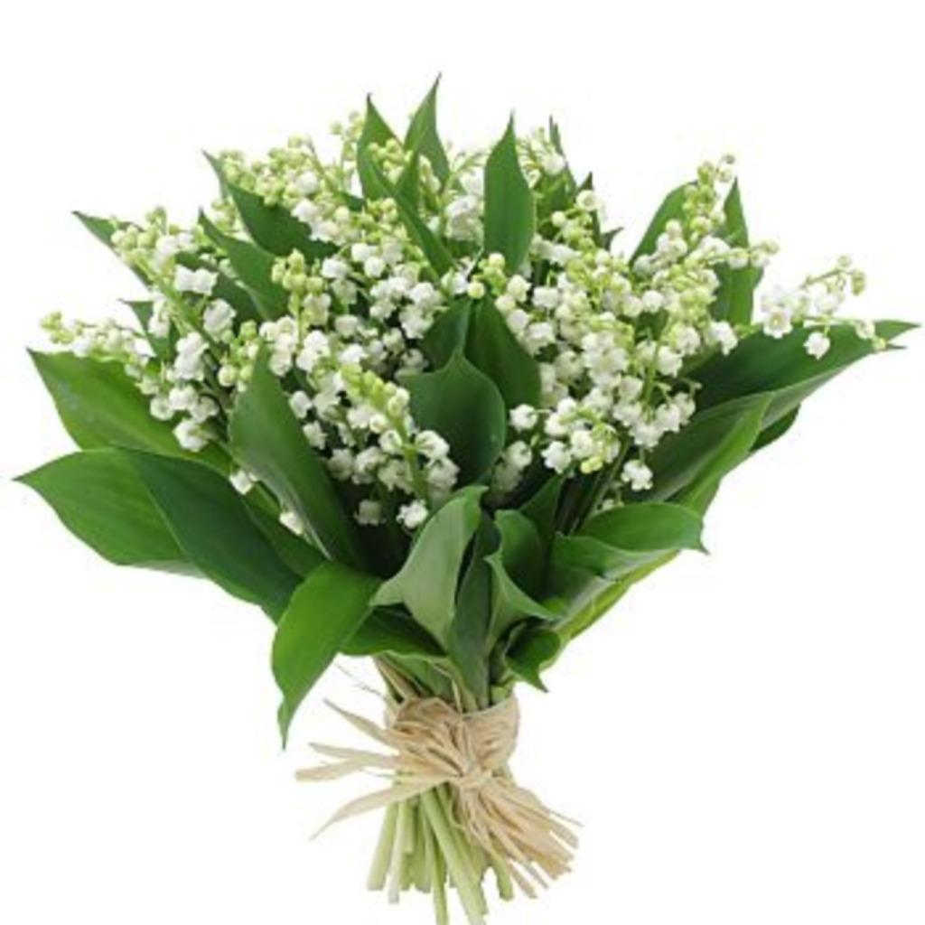 Plants de muguet,hémérocalle,yucca,iris,éllébore,.à repiquer, Jardin & Terrasse, Enlèvement, Autres espèces, Mi-ombre