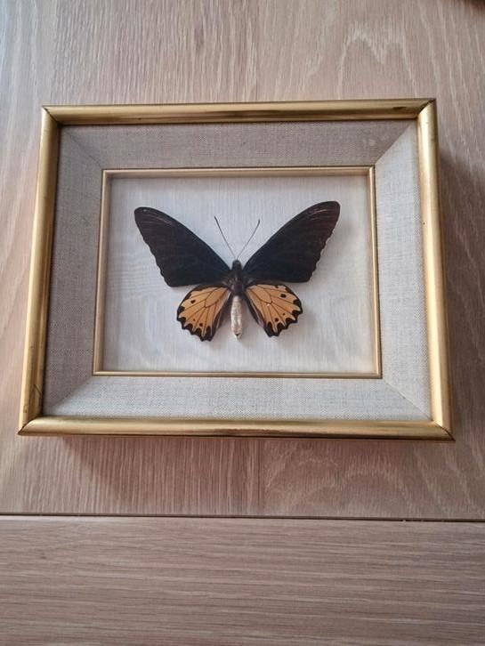Ornithoptera Aecus Vlinder, Verzamelen, Ophalen