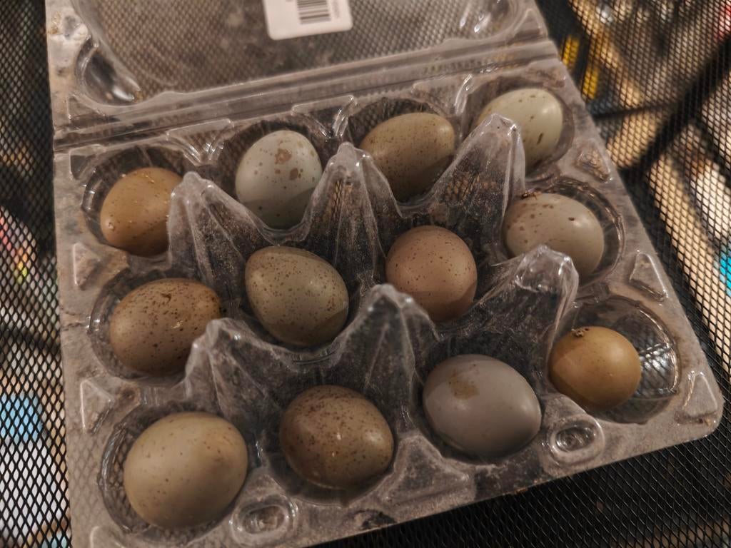 Chinese dwergkwartel broedeitjes, Ophalen