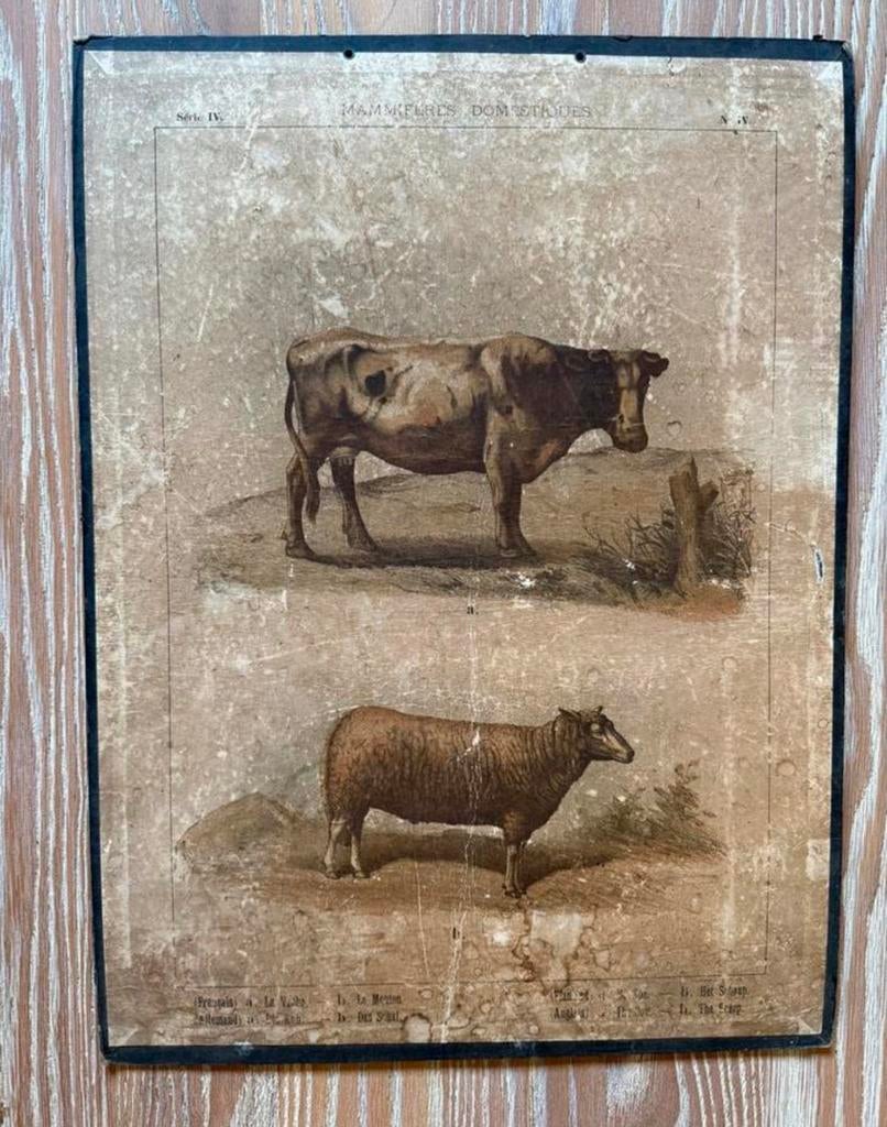 Schoolplaten uit begin 1900 op hardboard karton, Ophalen of Verzenden