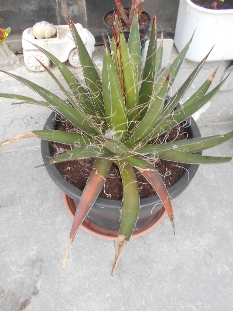agave filifera, Enlèvement, Plante fixe, Autres espèces, Plein soleil