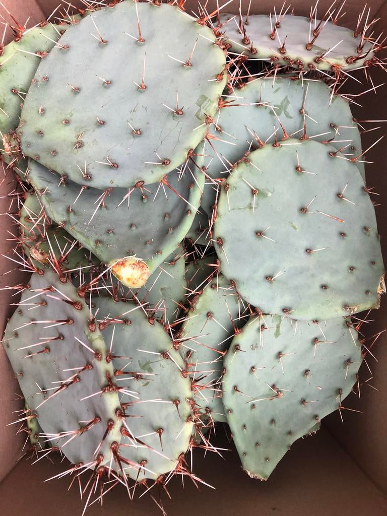 Winterharde cactusschijven, Jardin & Terrasse, Enlèvement, Printemps