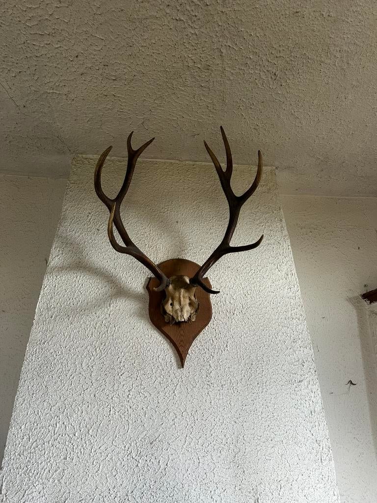 Trophée de cerf, Enlèvement, Comme neuf