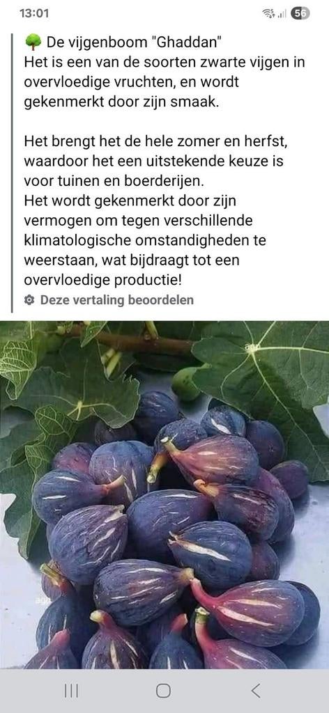 Ficus carica vijgenboompjes ghaddan , ghoudanne van feb.2025, Ophalen, Vijgenboom