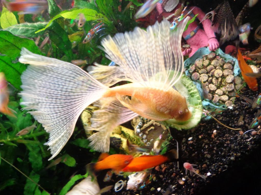 GEEL/WIT-Ancistrus-longfin koppels, Dieren en Toebehoren, Vissen | Aquariumvissen, Zoetwatervis