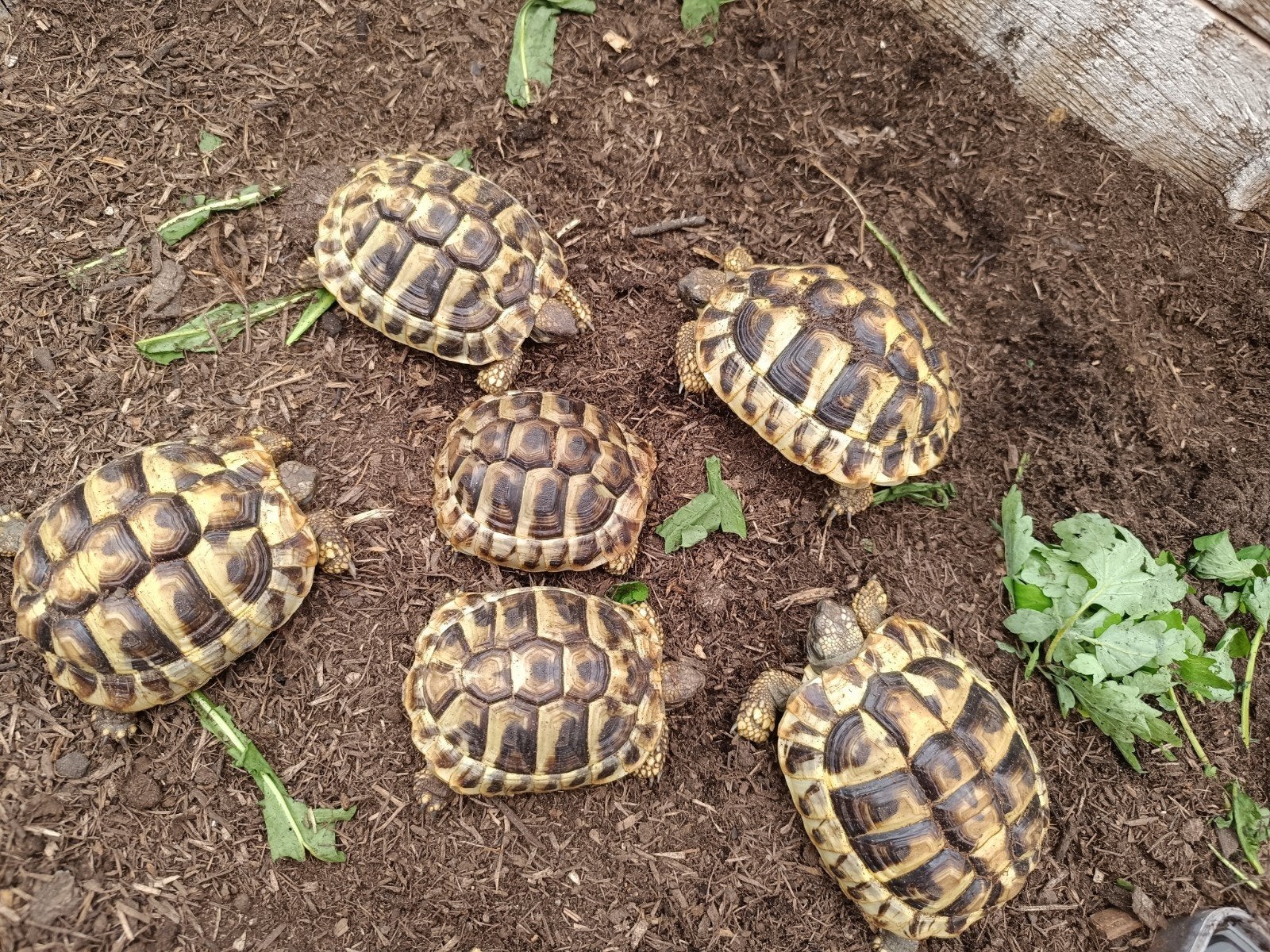 Nakweek Griekse landschildpadden, Dieren en Toebehoren, Schildpad, 0 tot 2 jaar