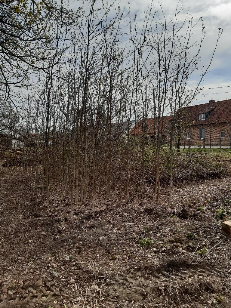 Eiken boompjes, Tuin en Terras, Planten | Bomen, Bloeit niet, Overige soorten, 250 tot 400 cm, Ophalen