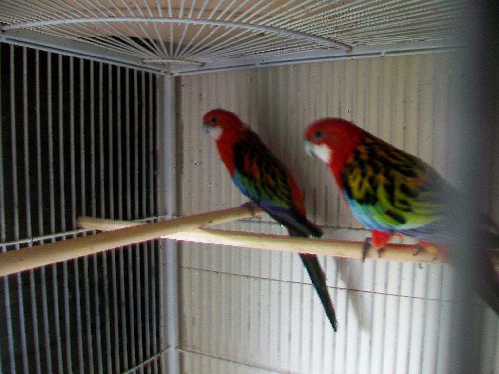 Koppel Rosella wildkleur, Animaux & Accessoires, Oiseaux | Perruches & Perroquets, Plusieurs animaux, Perruche, Bagué