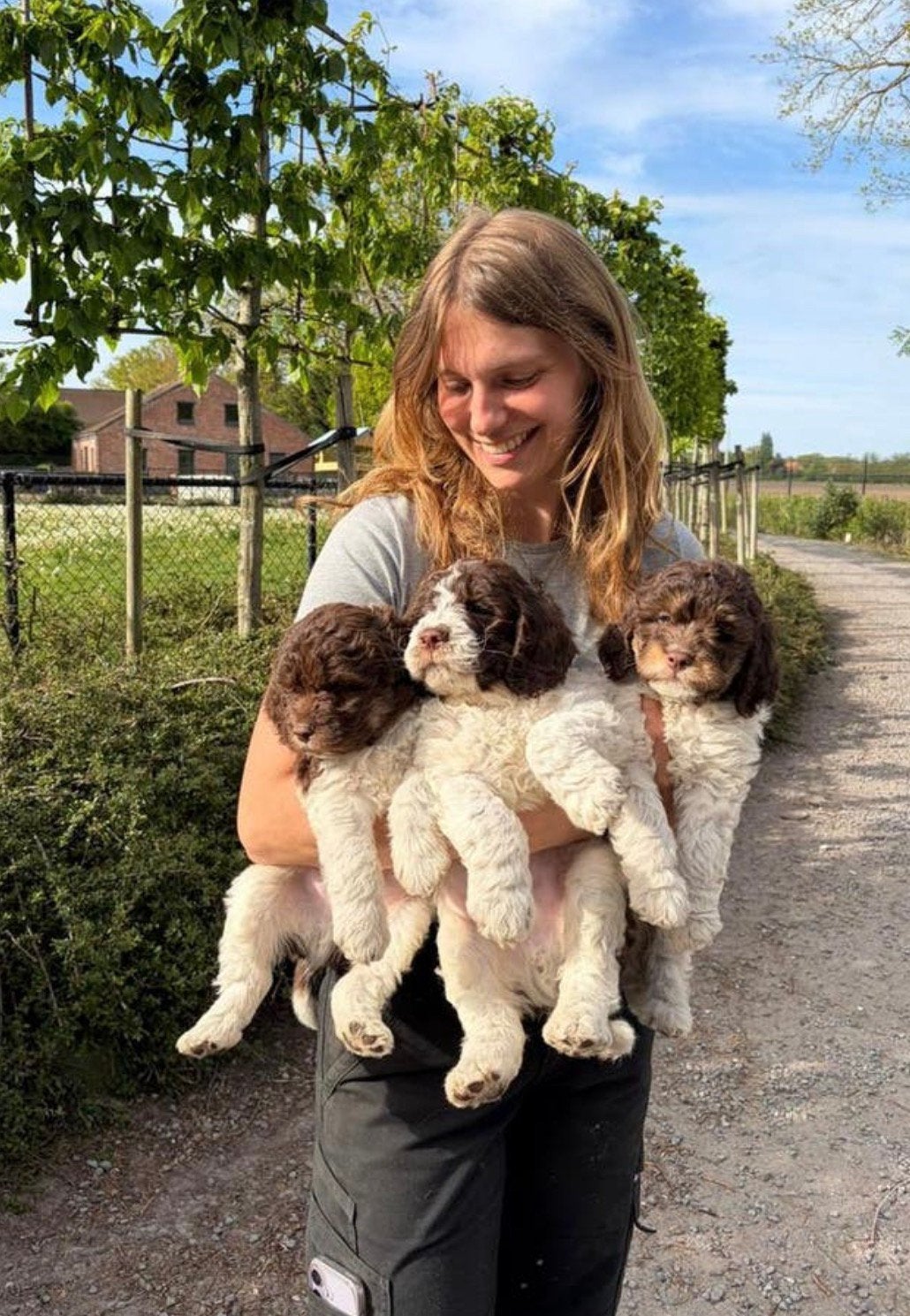 Lagotto Romagnolo - Italiaanse waterhond pups, België, Overige rassen, 8 tot 15 weken, Meerdere