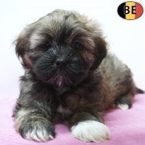 Lhasa Apso - Belgische pups te koop, België, CDV (hondenziekte), 8 tot 15 weken, Teef