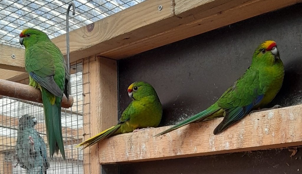 Geelvoorhoofd Kakariki Mannen 2026, Mâle, Perruche, Bagué