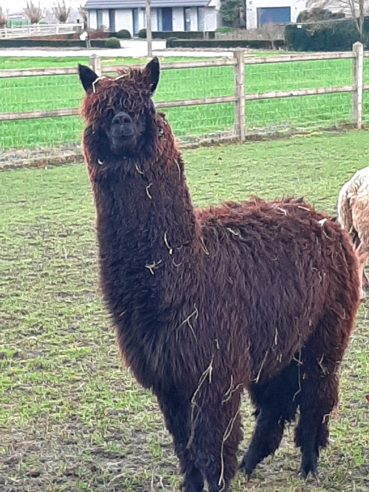 Alpaca tekoop, Octobre, Mâle