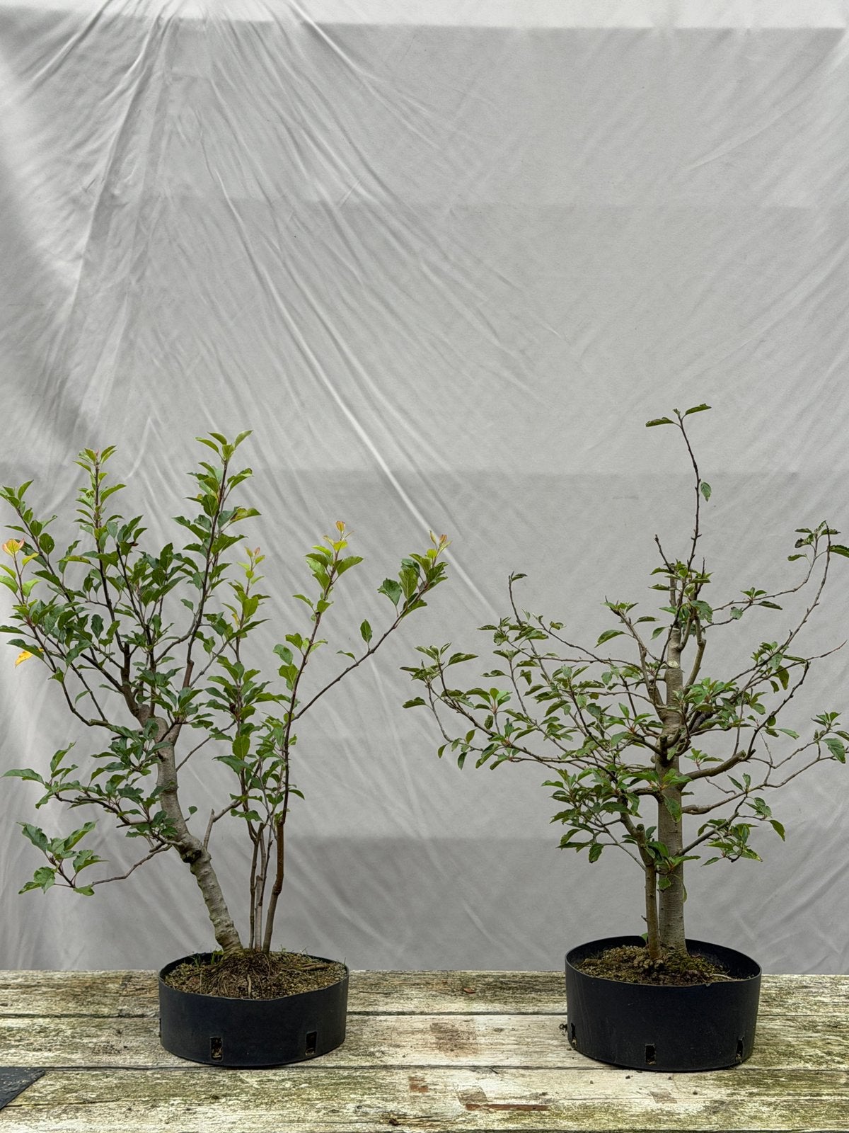 Bonsai, starter, appel, Tuin en Terras, Ophalen of Verzenden
