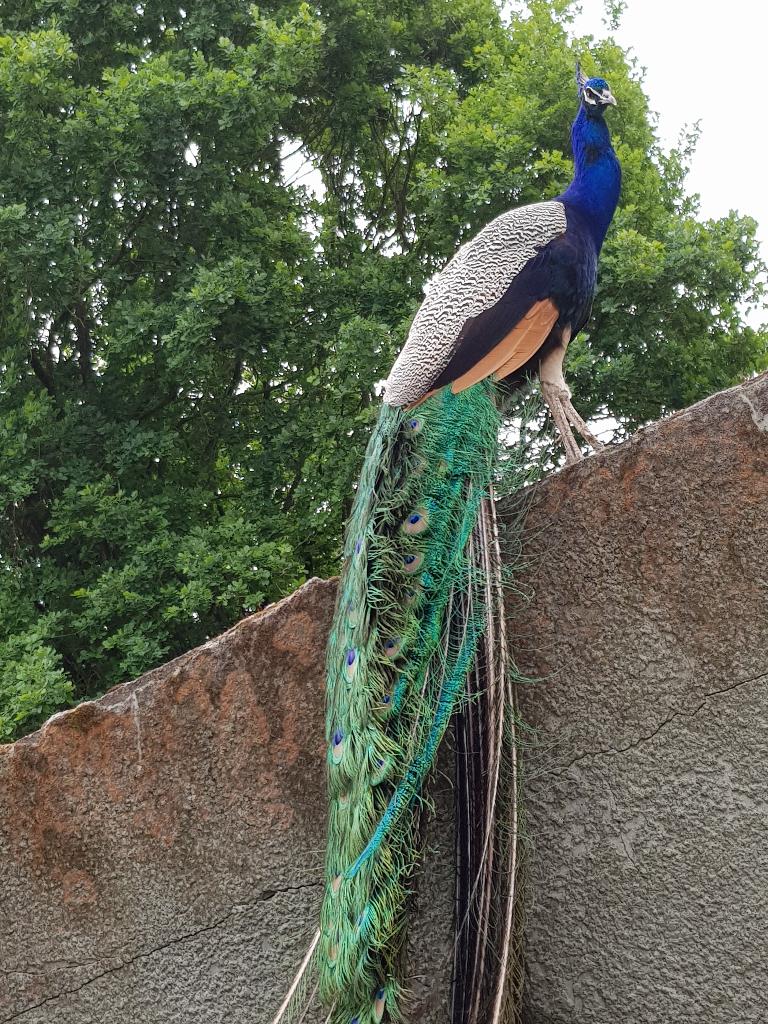 Pauw eieren, Meerdere dieren, Tropenvogel