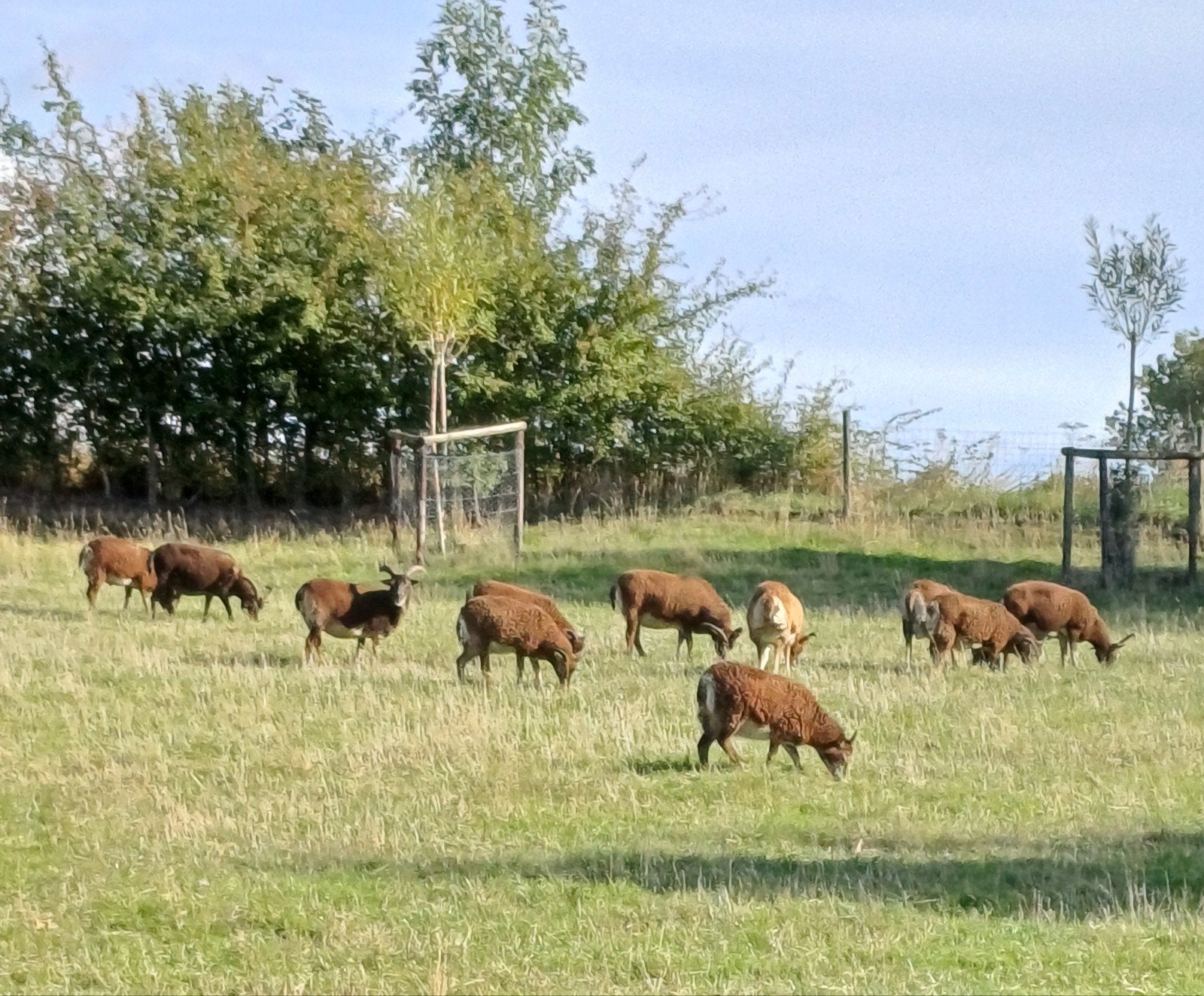 béliers de soay, Mâle, Mouton, 0 à 2 ans