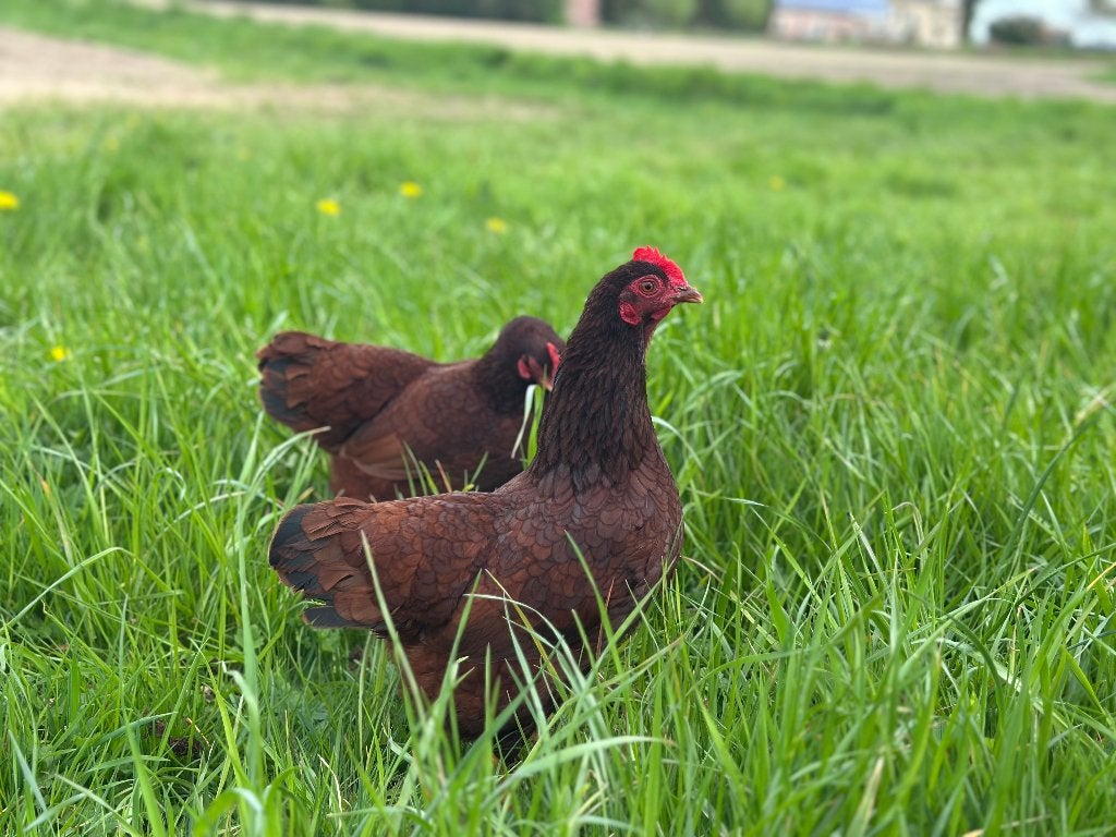 Jonge tamme Rhode Island Red kriel kippen gesekst en ingeënt, Dieren en Toebehoren, Pluimvee, Vrouwelijk, Kip
