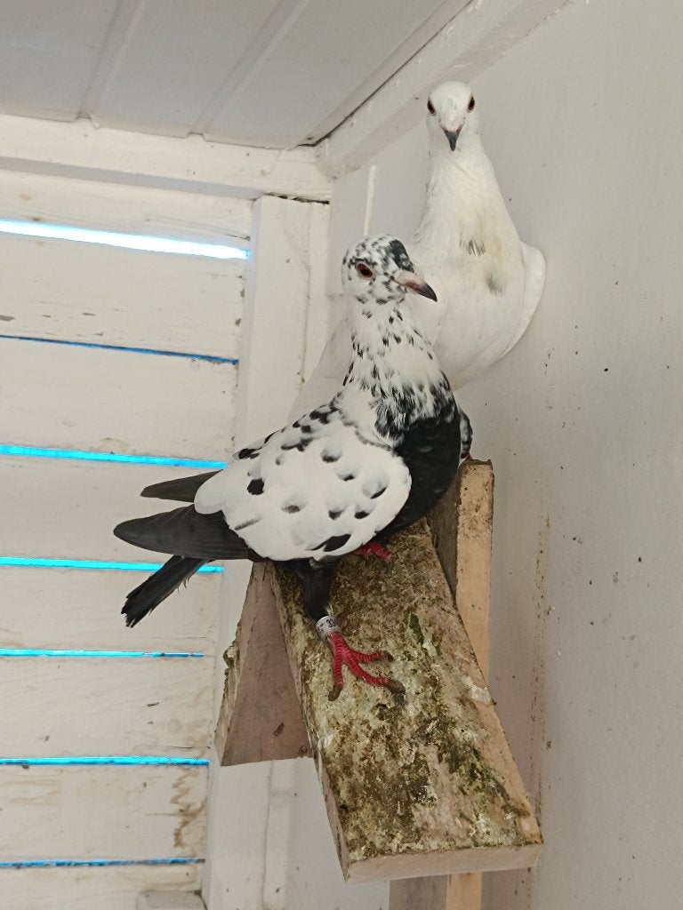 Pigeon voyageur, Pigeon voyageur