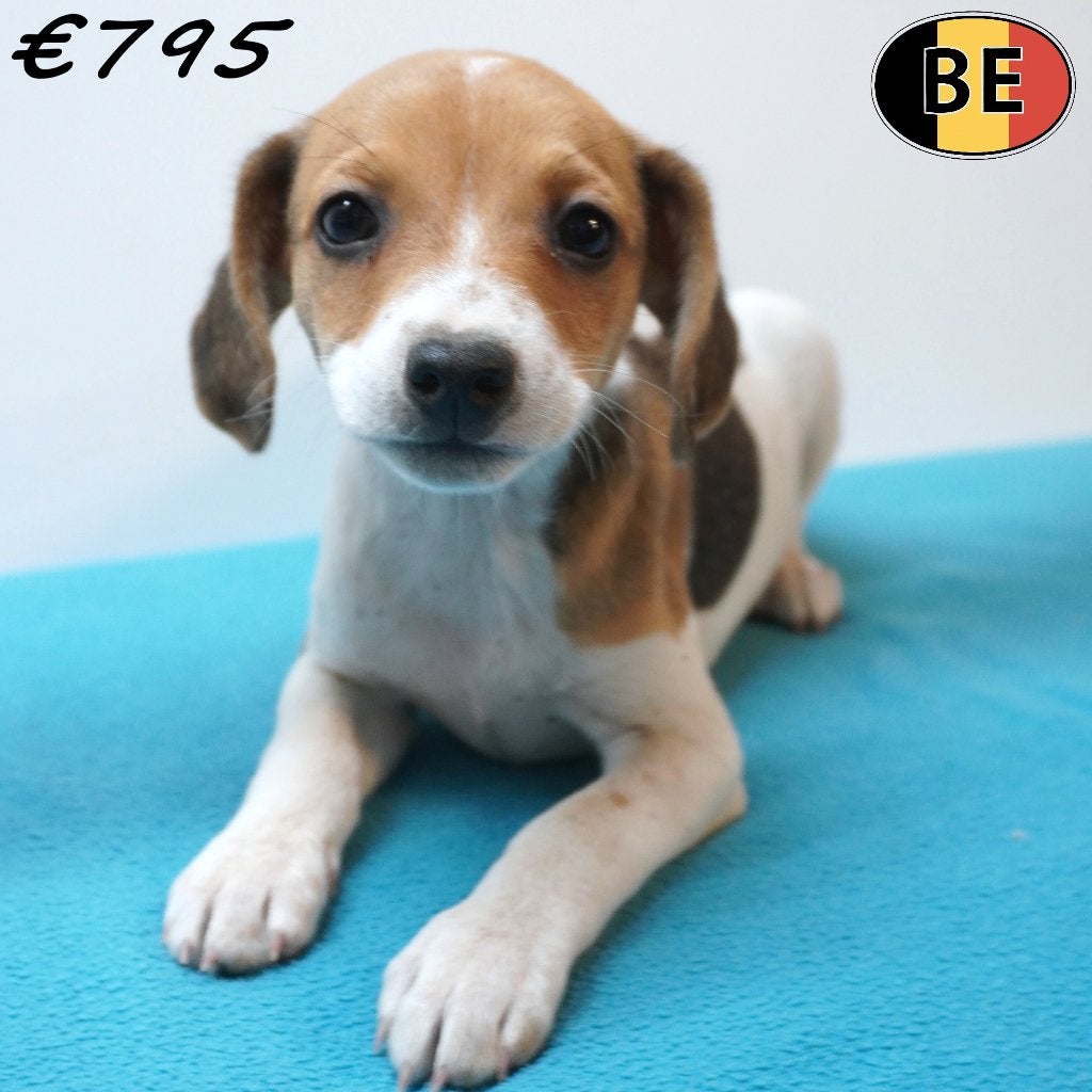 Belgische Fox pups te koop (reutjes), Dieren en Toebehoren, België, CDV (hondenziekte), 8 tot 15 weken, Meerdere
