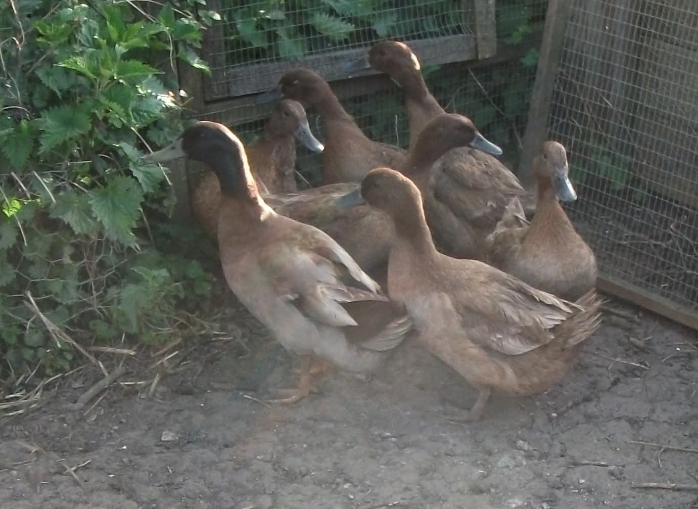 khaki Campbell eenden, Dieren en Toebehoren, Pluimvee