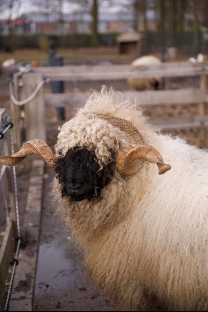 Walliser schwarznase ram - mak en tam, Mâle, Mouton