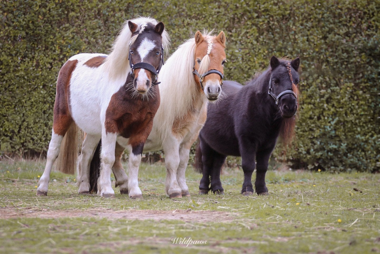 Verzorg(st)er gezocht, Dieren en Toebehoren