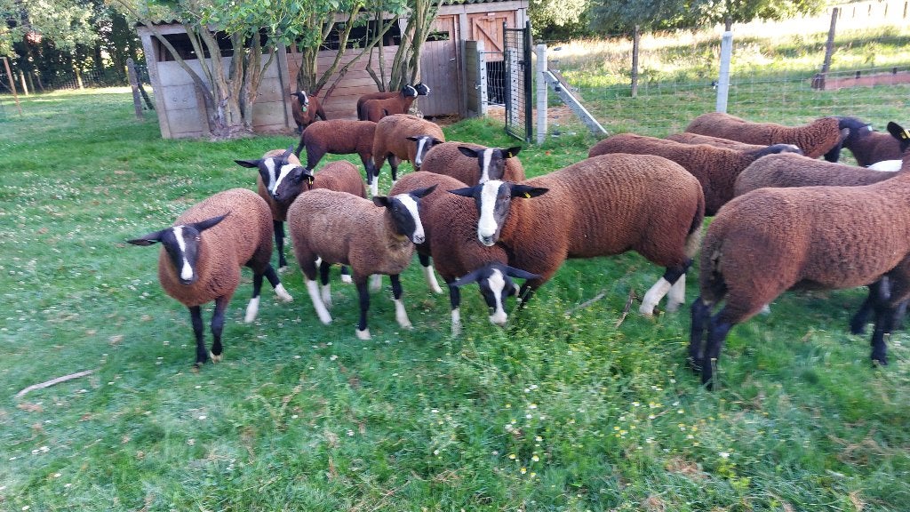 Lammeren zwartbles, Dieren en Toebehoren, Meerdere dieren, Schaap, 0 tot 2 jaar