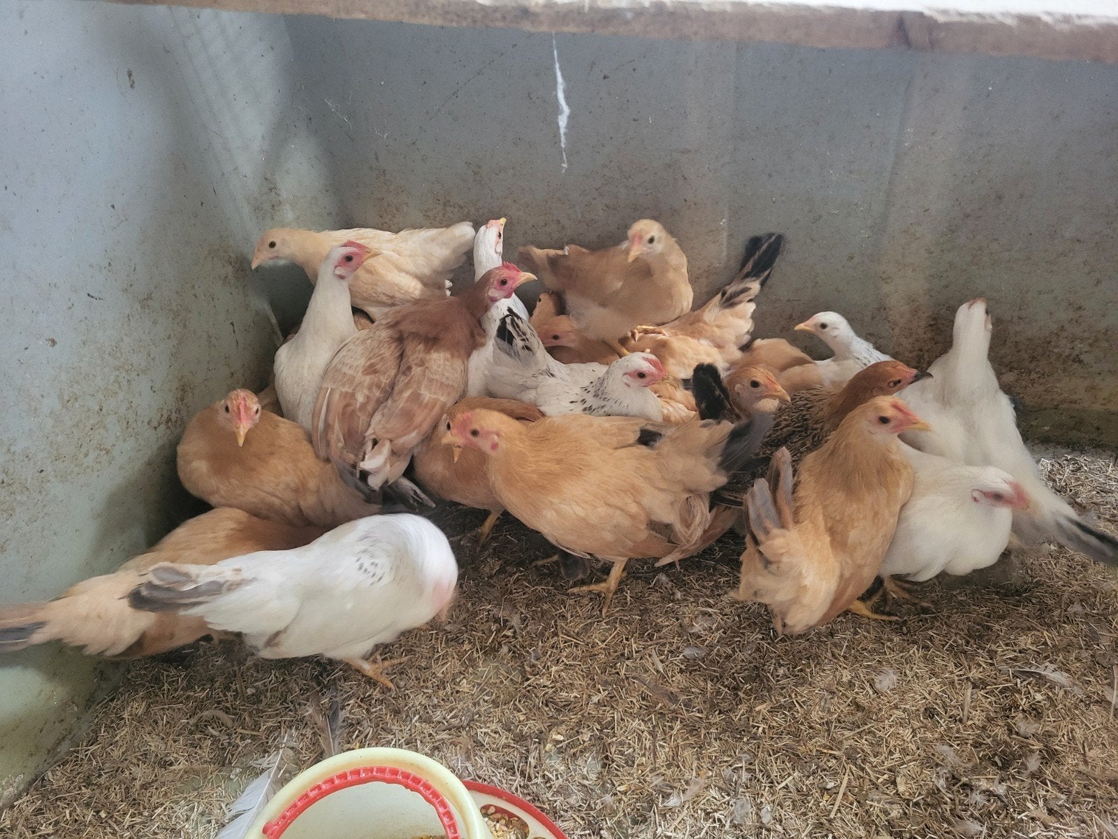 chabo kipjes hennetjes, Dieren en Toebehoren, Vrouwelijk, Kip