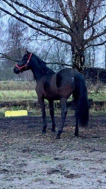 Bijna 3jarige ruin, Dieren en Toebehoren, Paarden, Ruin, Zadelmak