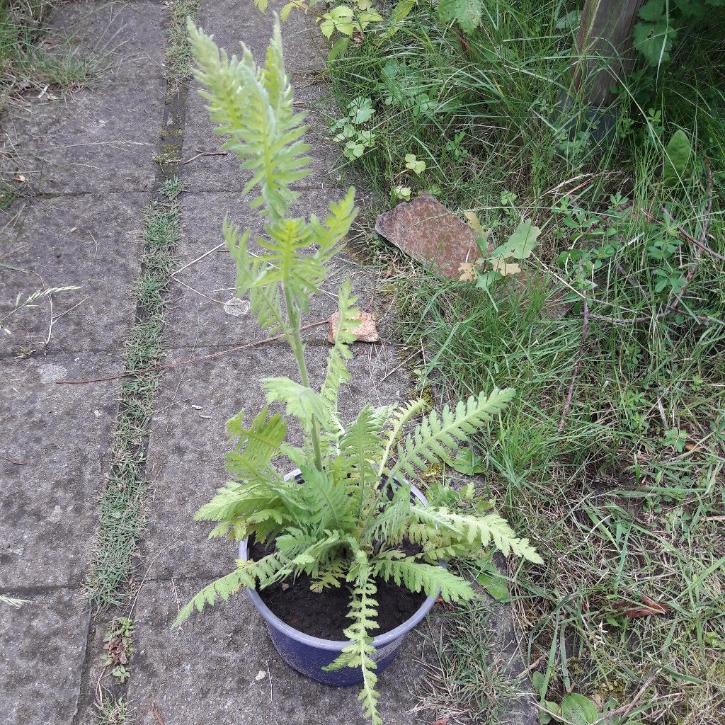 duizend blad achillea millefolium vaste plant, Ophalen, Vaste plant