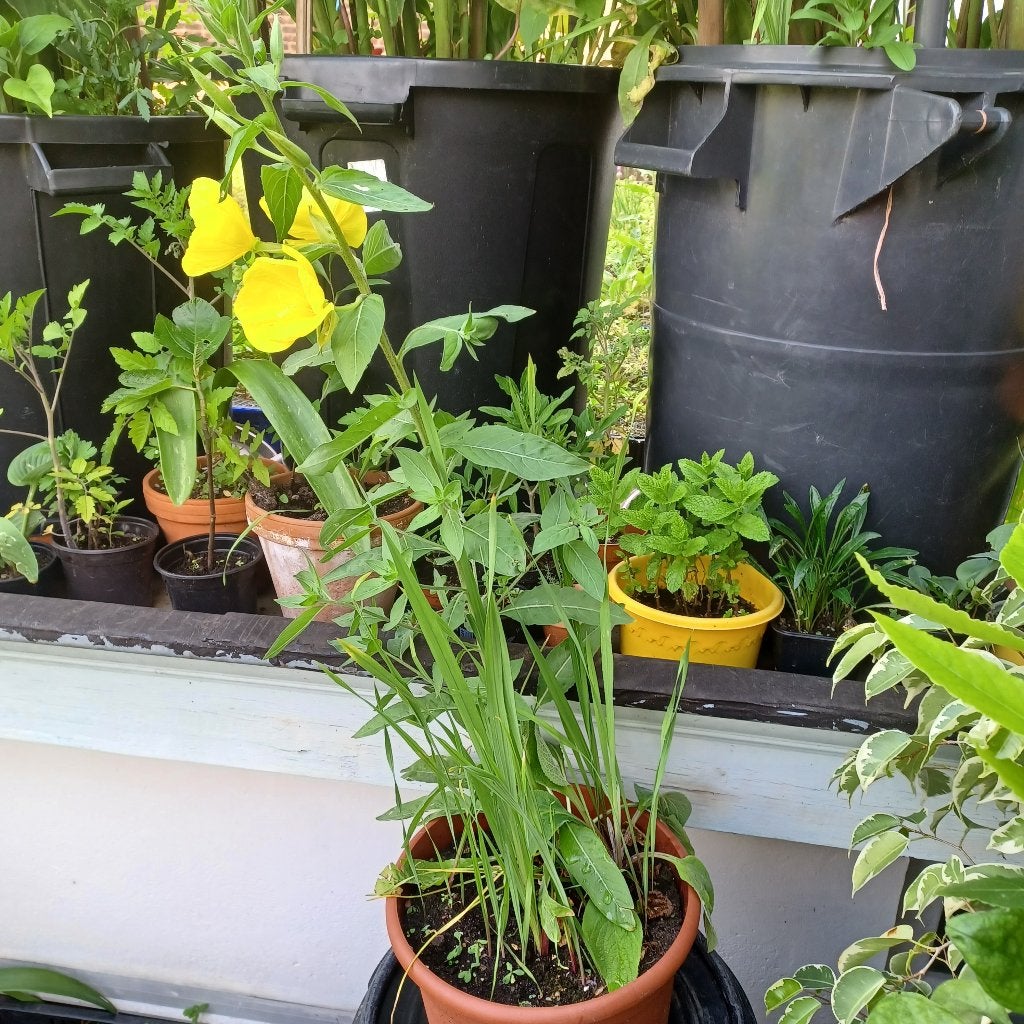 Primrose of oenothera, Volle zon, Tweejarig, Zomer, Ophalen