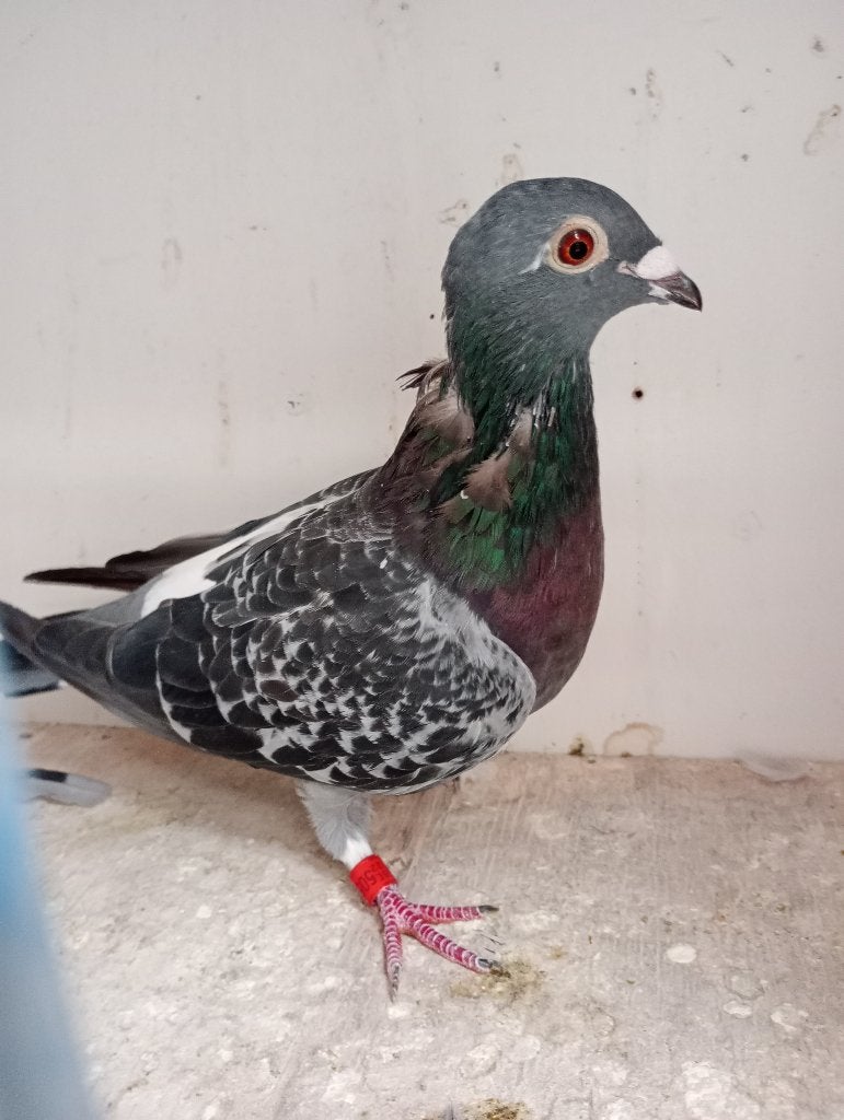 Poule reproductrice ! ! ! ! 2022 ! ! !, Animaux & Accessoires, Femelle, Pigeon voyageur