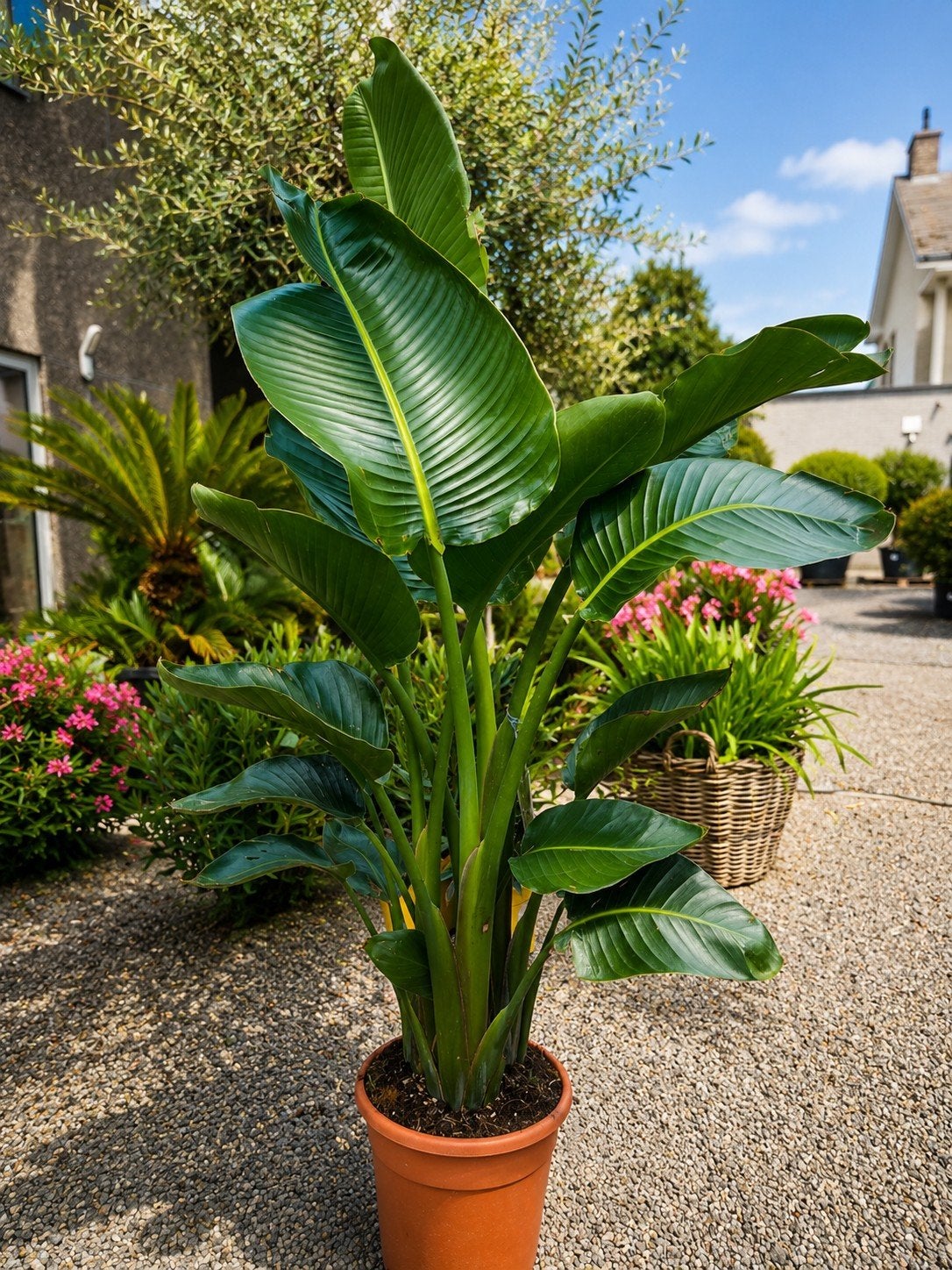 Prachtige Strelitzia Augusta, Ophalen