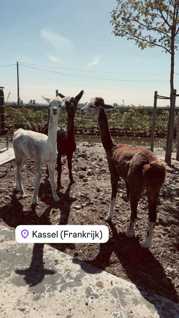 ‼️Scheren van schapen alpaca’s lama’s heel Belgie NL en FR, Dieren en Toebehoren, Schapen, Geiten en Varkens, Schaap