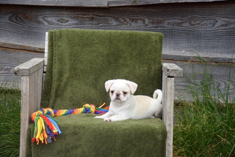 Prachtig Mopshond pupje, Dieren en Toebehoren, Honden | Bulldogs, Pinschers en Molossers, België, CDV (hondenziekte), 8 tot 15 weken