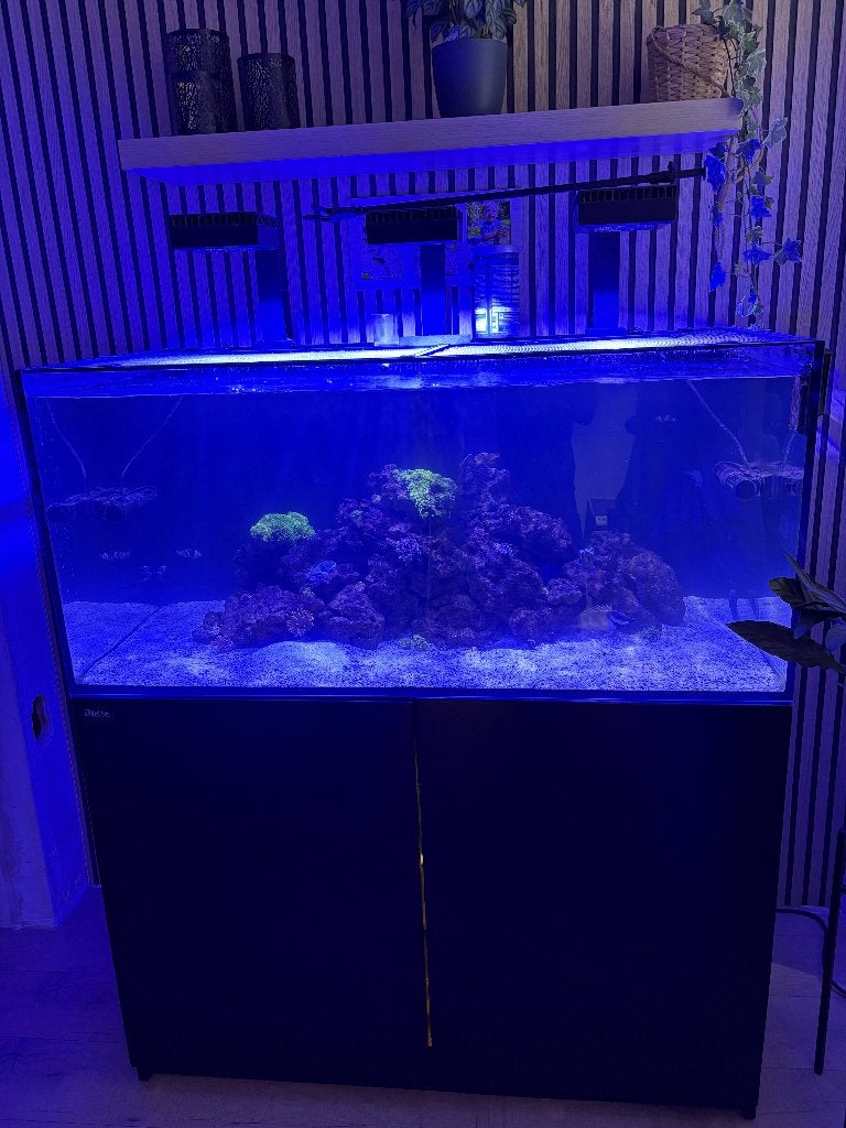 Zeeaquarium te koop, Dieren en Toebehoren, Ophalen, Red Sea, Gevuld zeewateraquarium, Gebruikt